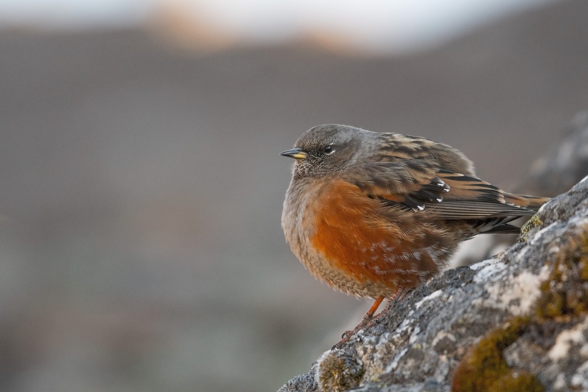 Alpine Accentor - Ian Hearn