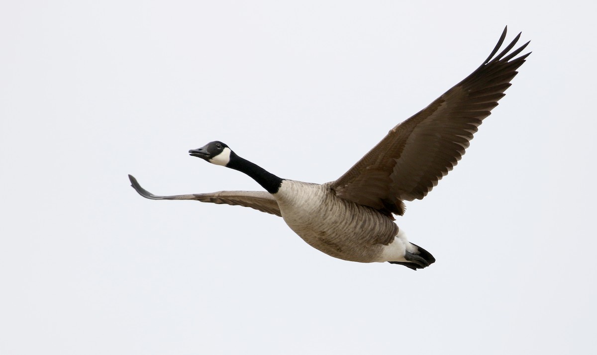 Canada Goose - Jay McGowan