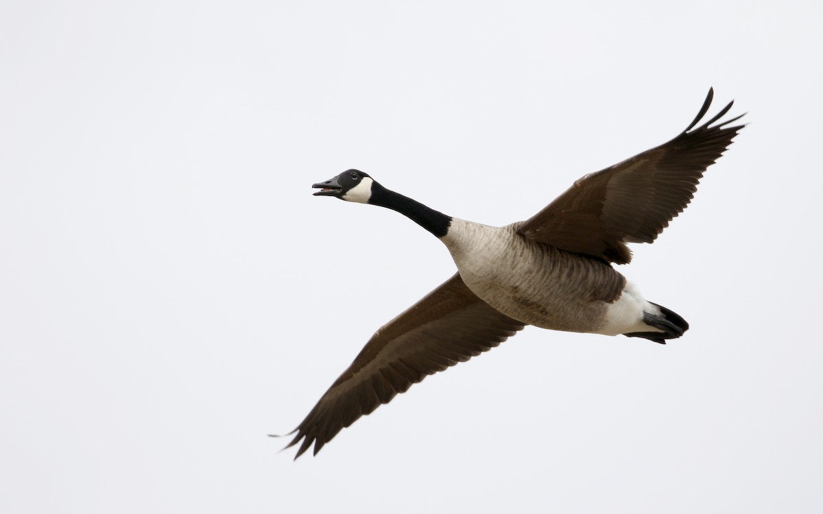 Canada Goose - Jay McGowan