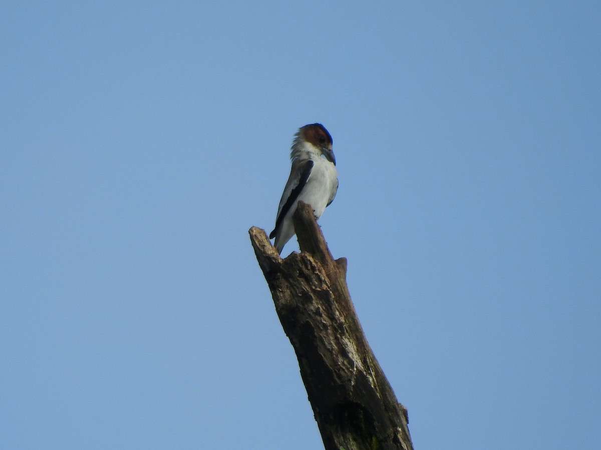 Black-crowned Tityra - Glenda Tromp