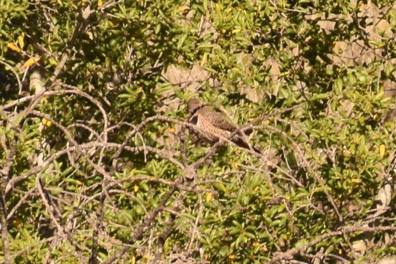 Northern Flicker (Yellow-shafted x Red-shafted) - ML191614741