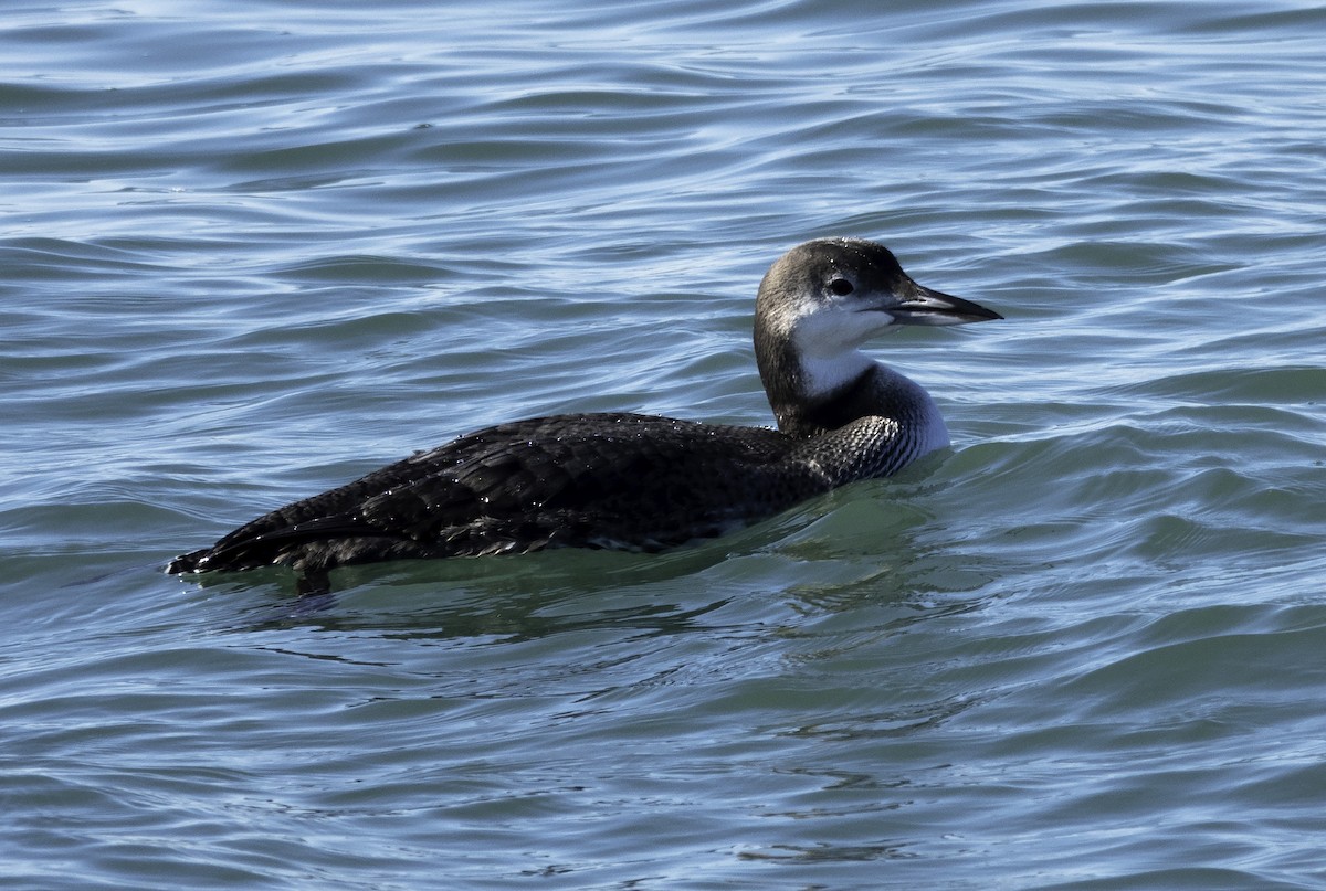 Common Loon - Wendy Allen