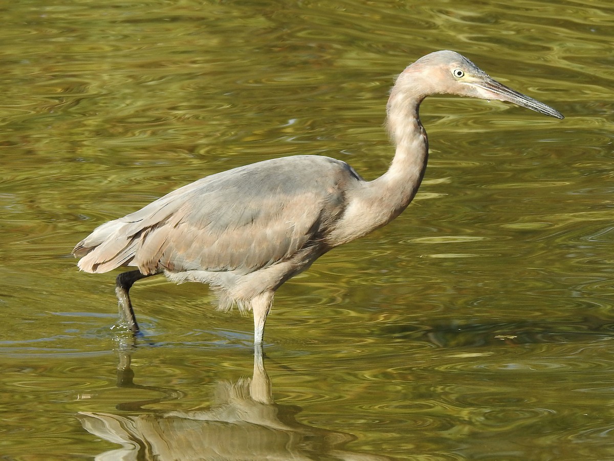 Reddish Egret - Steve Hosmer