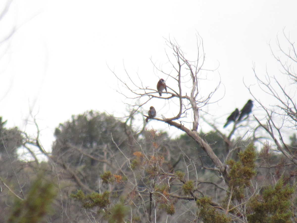 Western Bluebird - ML191616031