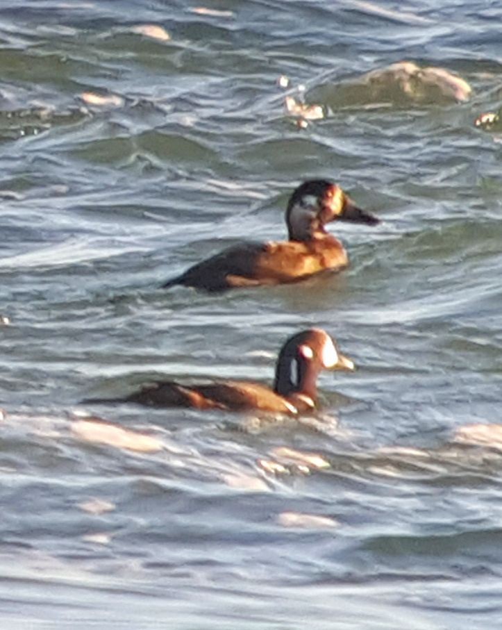 Harlequin Duck - Ritch Lilly