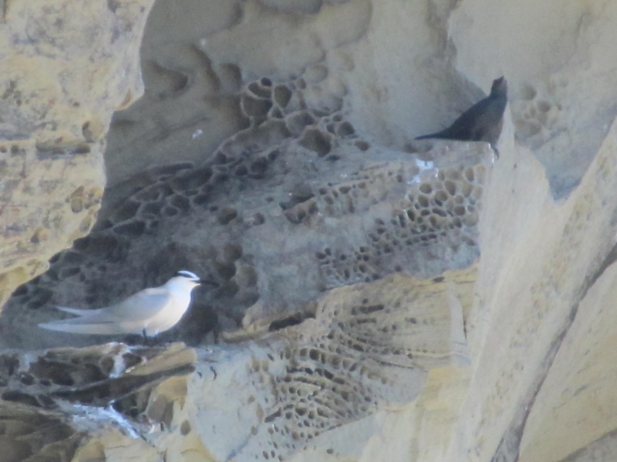 Black-naped Tern - ML191616491