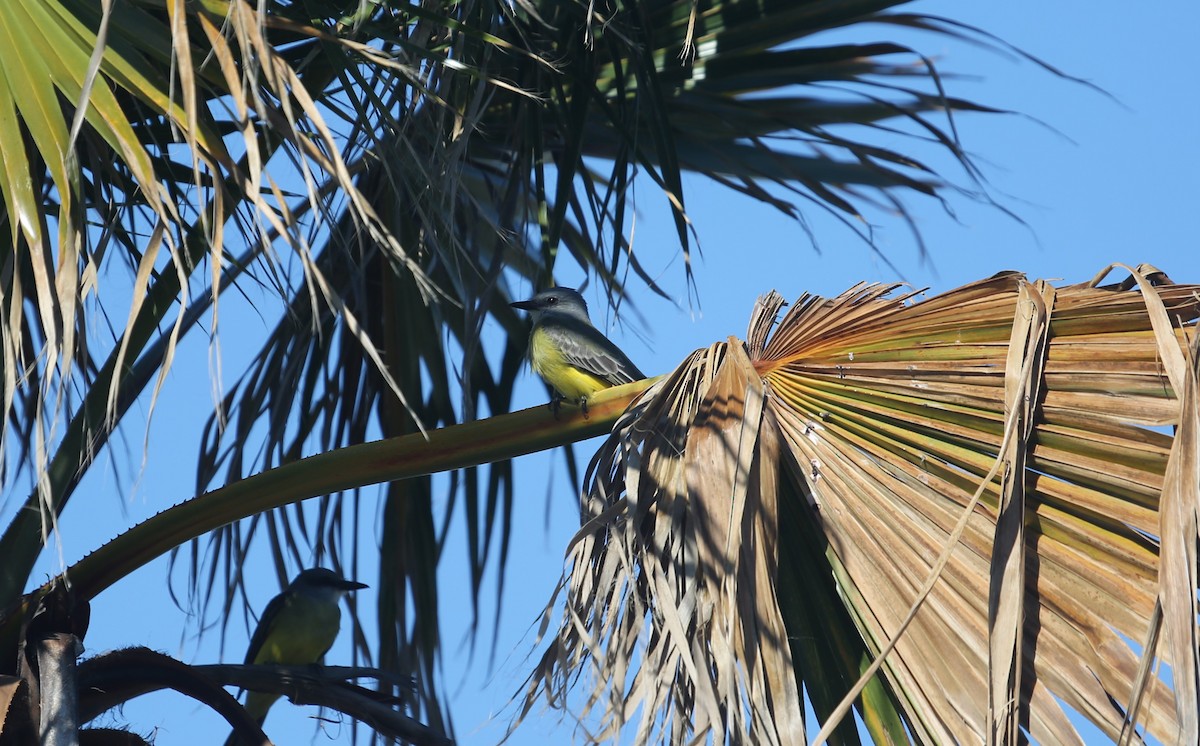 Tropical Kingbird - ML191616821