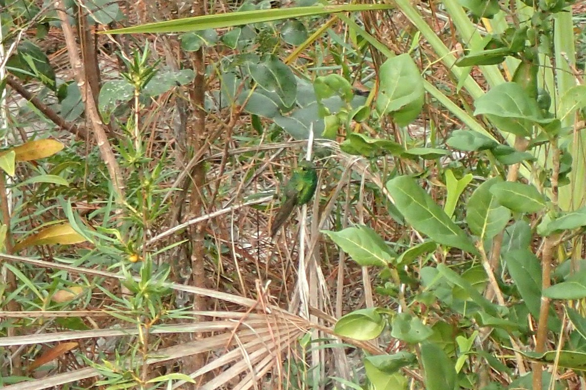 kolibřík kubánský - ML191617251