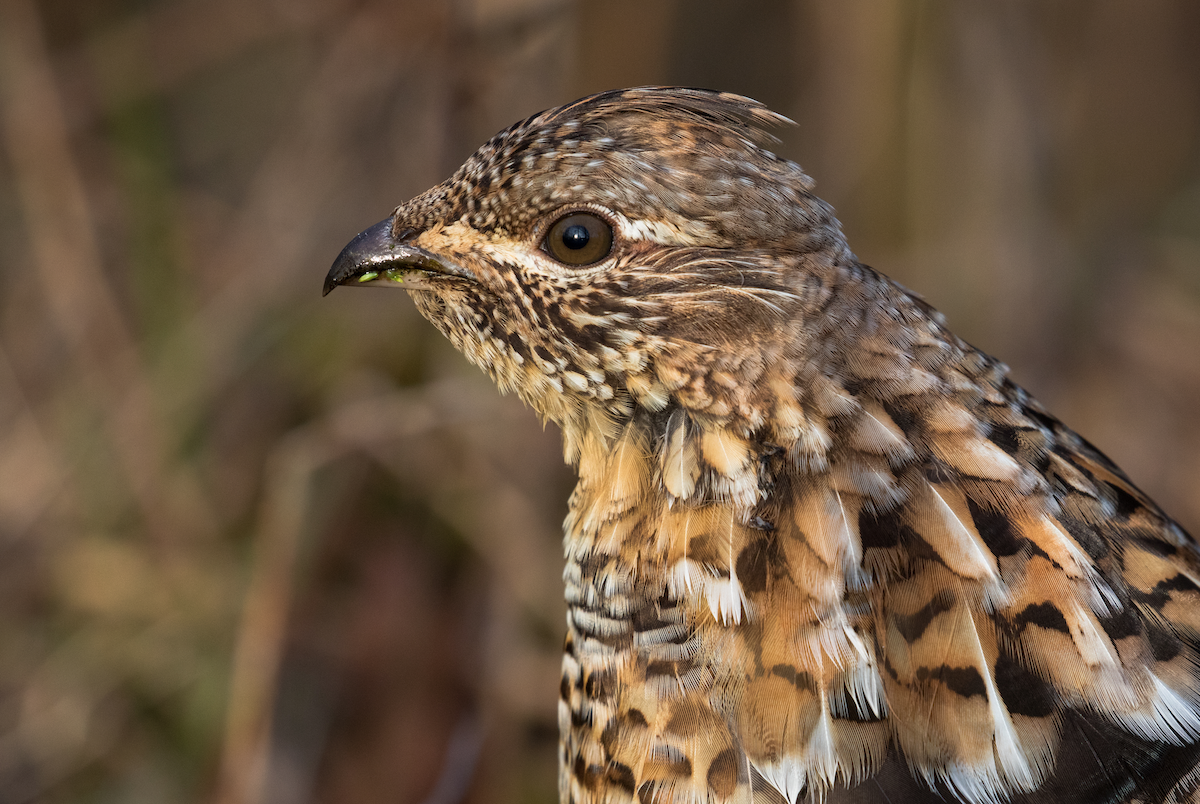 Ruffed Grouse - ML191617291