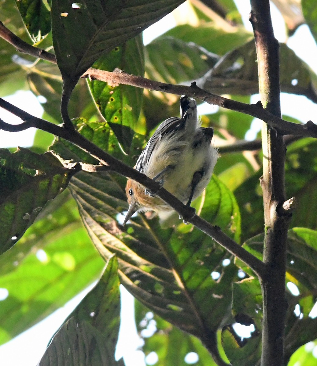 Pacific Antwren - ML191617481