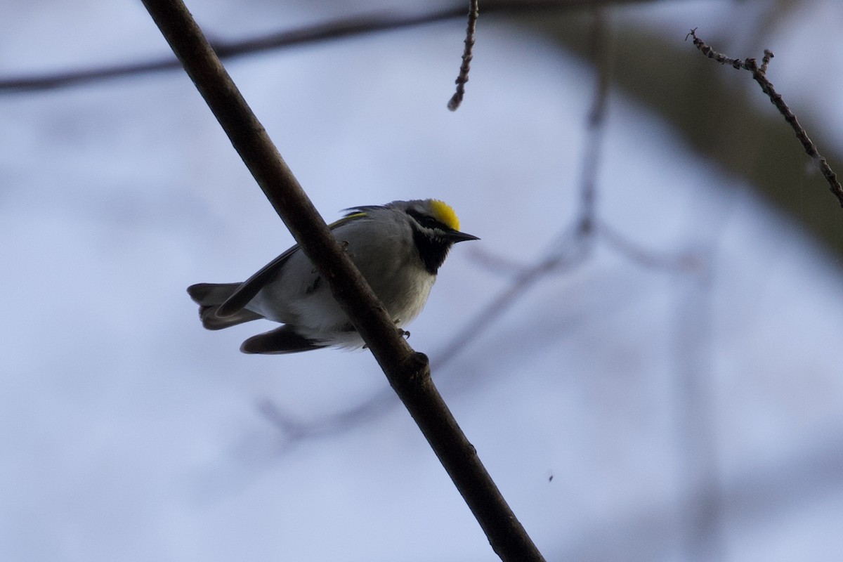 Golden-winged Warbler - ML191617841