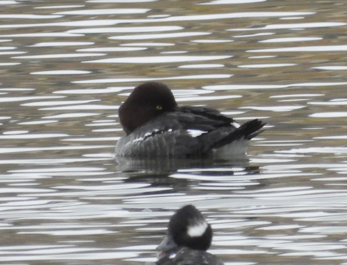 Common Goldeneye - Pair of Wing-Nuts