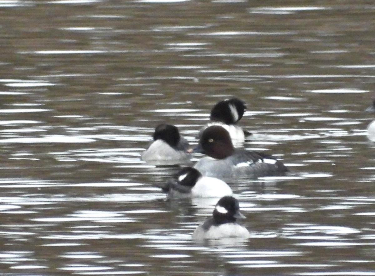 Common Goldeneye - ML191618051