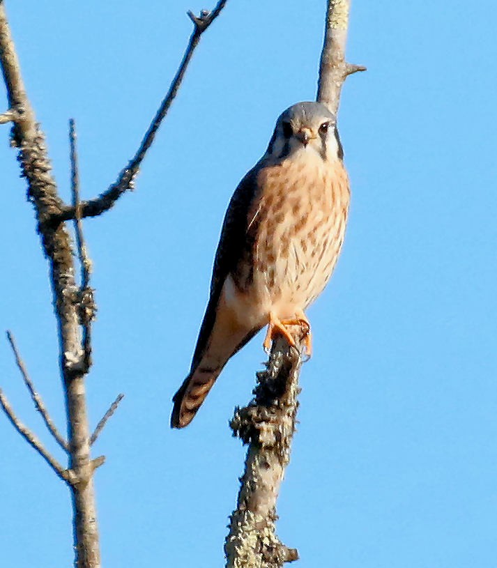 American Kestrel - Sherrie Quillen