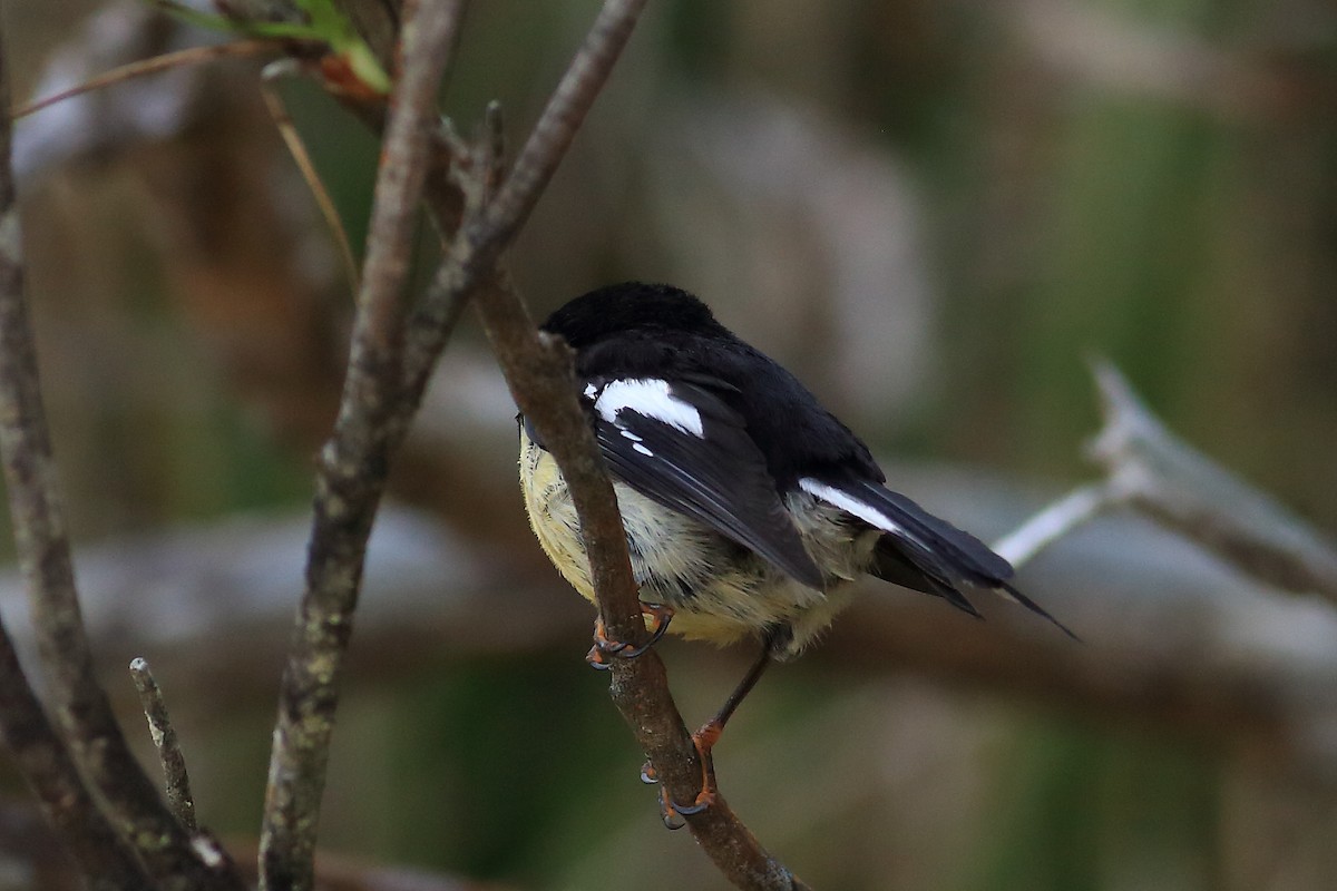 Tomtit - John Mercer