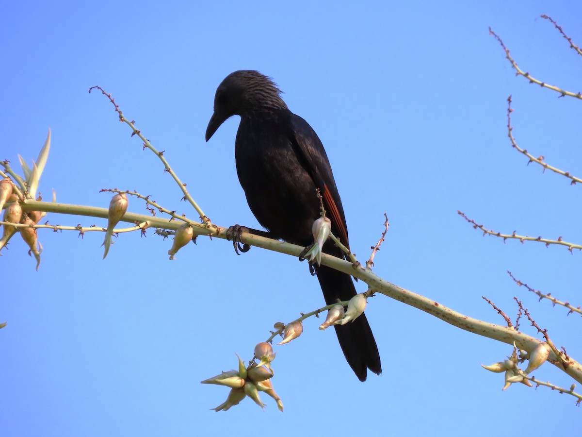 Red-winged Starling - ML191619311