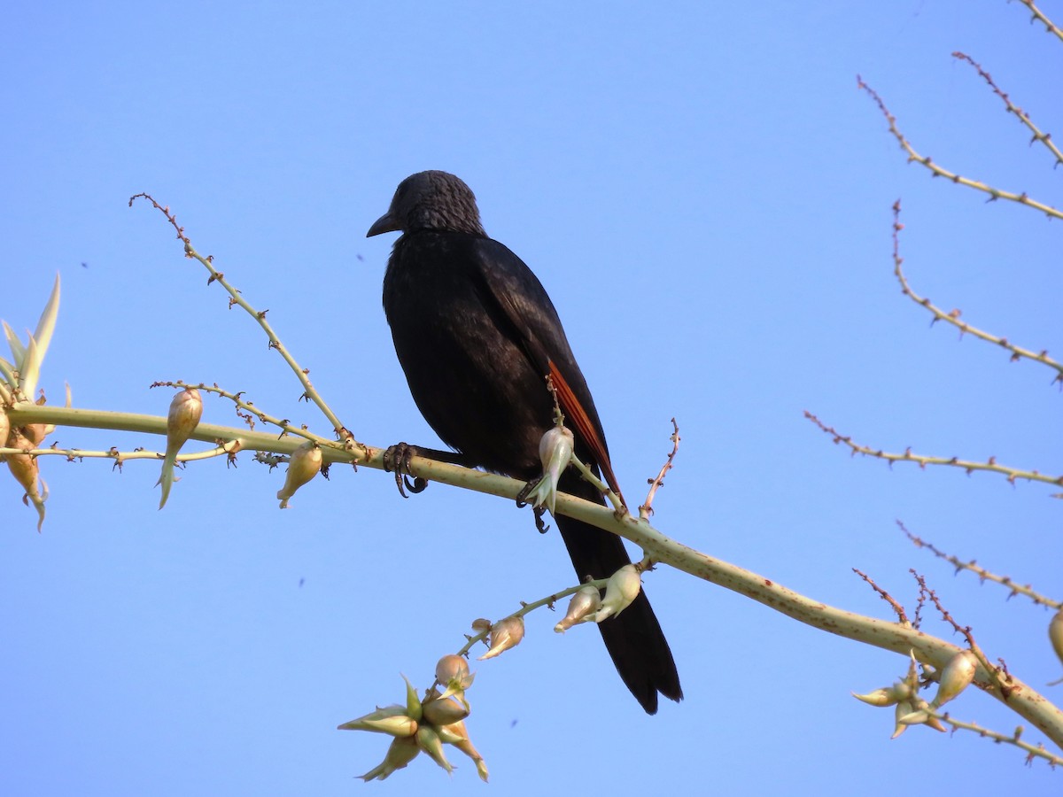 Red-winged Starling - ML191619351