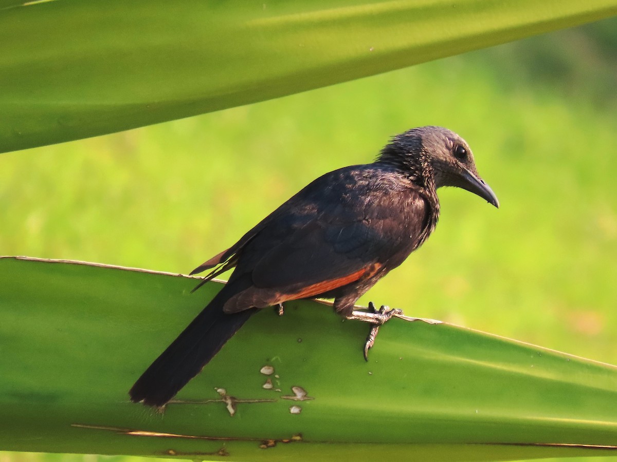 Red-winged Starling - ML191619411