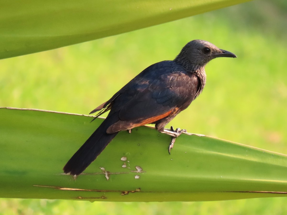 Red-winged Starling - ML191619421