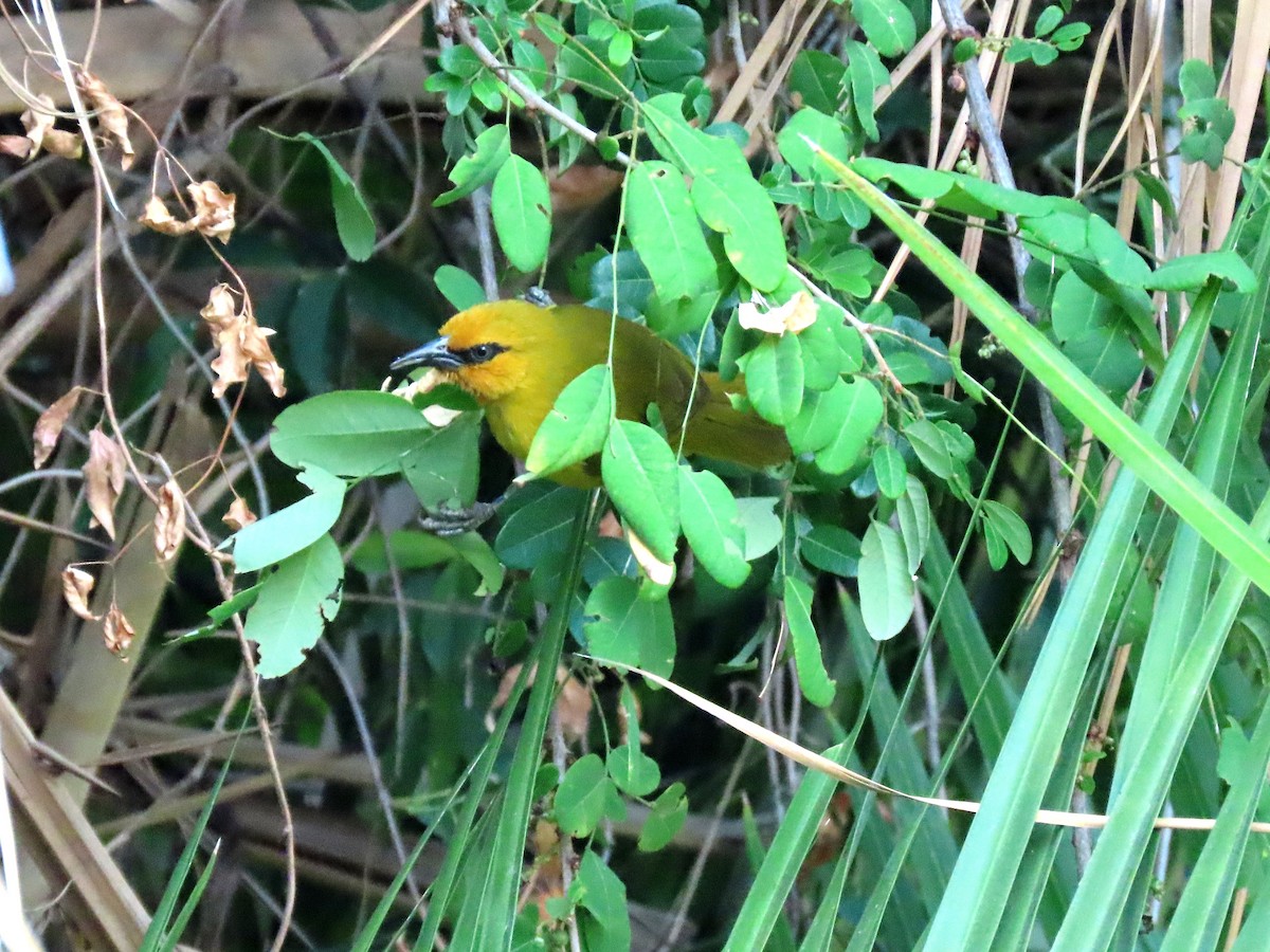 Spectacled Weaver - ML191619451