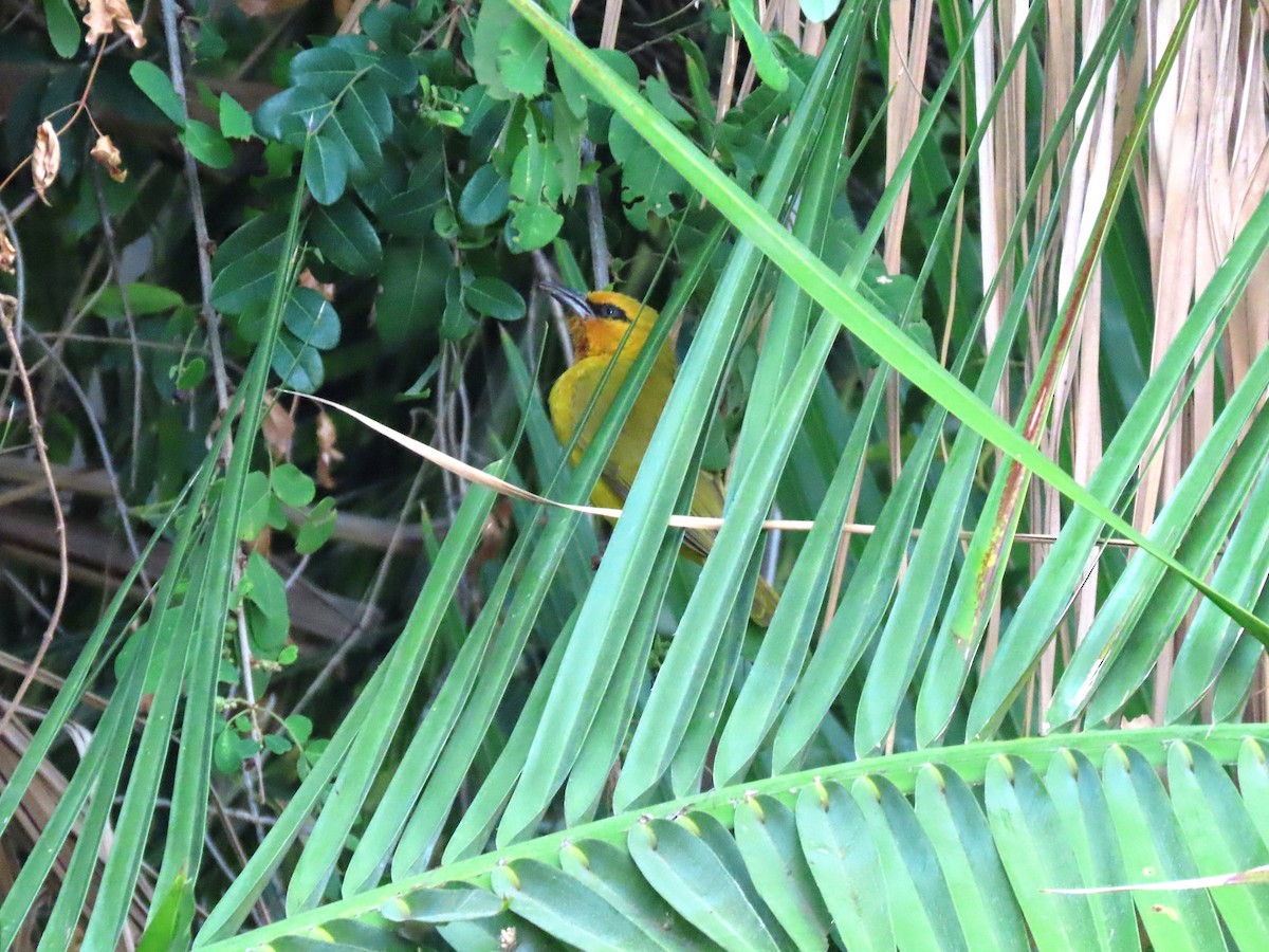 Spectacled Weaver - ML191619491