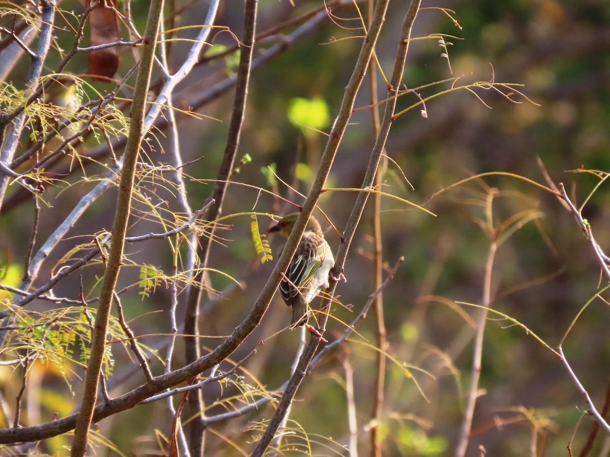 Southern Masked-Weaver - ML191619661