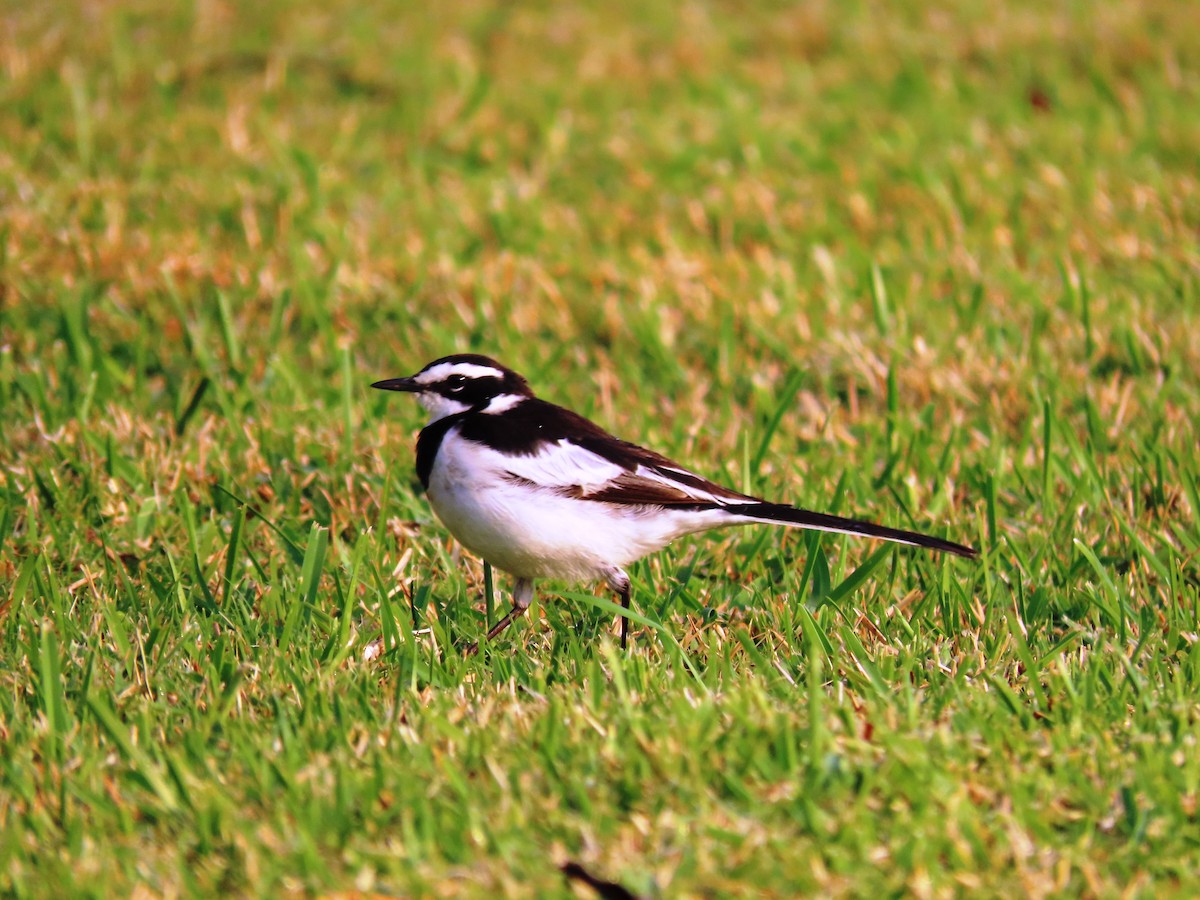 African Pied Wagtail - ML191619691