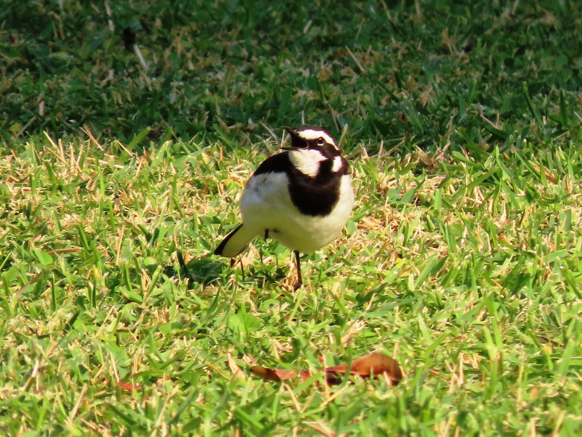 African Pied Wagtail - ML191619711