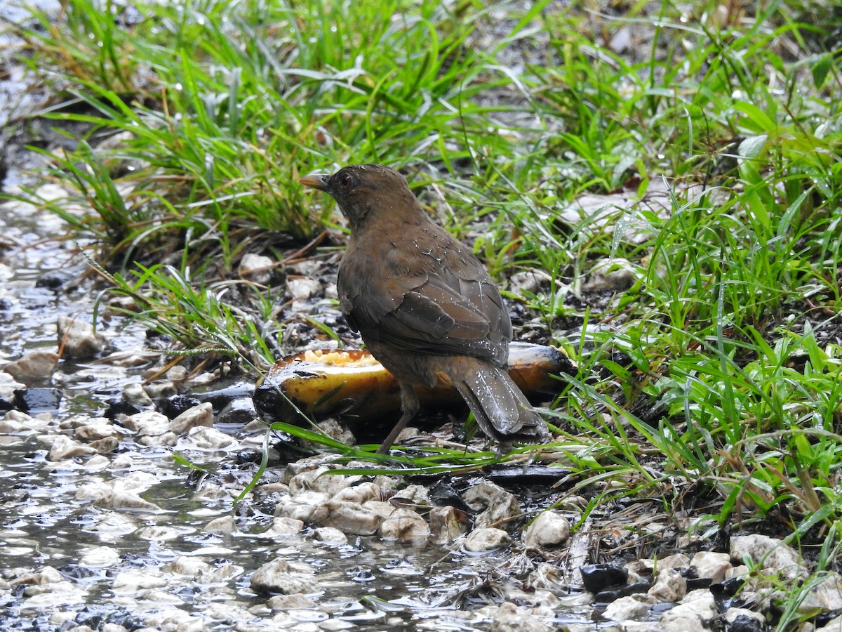 Clay-colored Thrush - Glenda Tromp