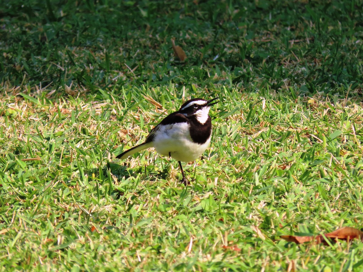 African Pied Wagtail - ML191619731