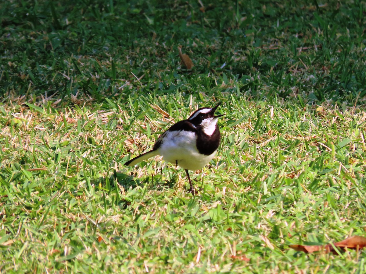 African Pied Wagtail - ML191619781