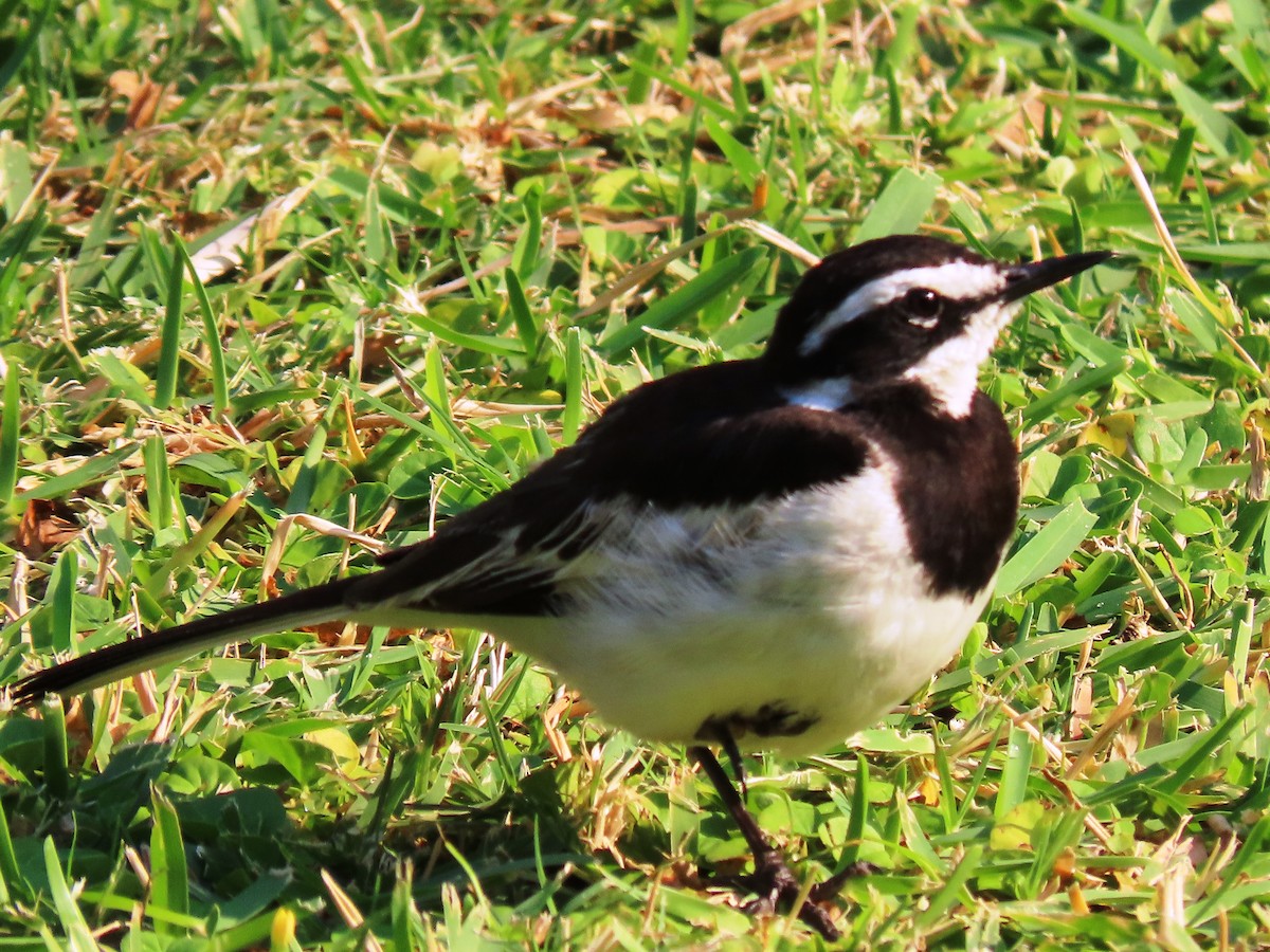 African Pied Wagtail - ML191619831