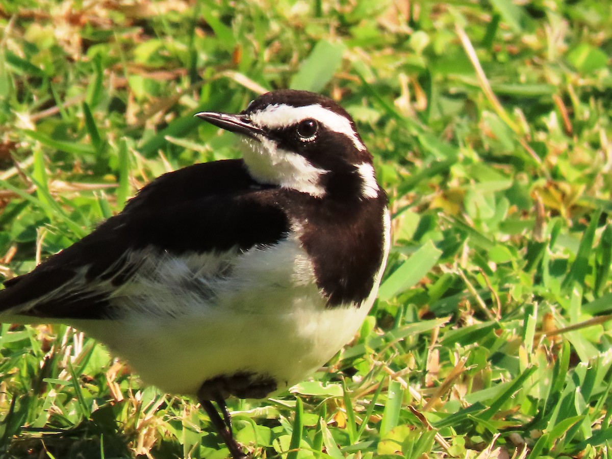 African Pied Wagtail - ML191619841