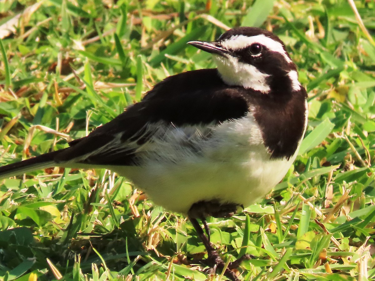 African Pied Wagtail - ML191619851