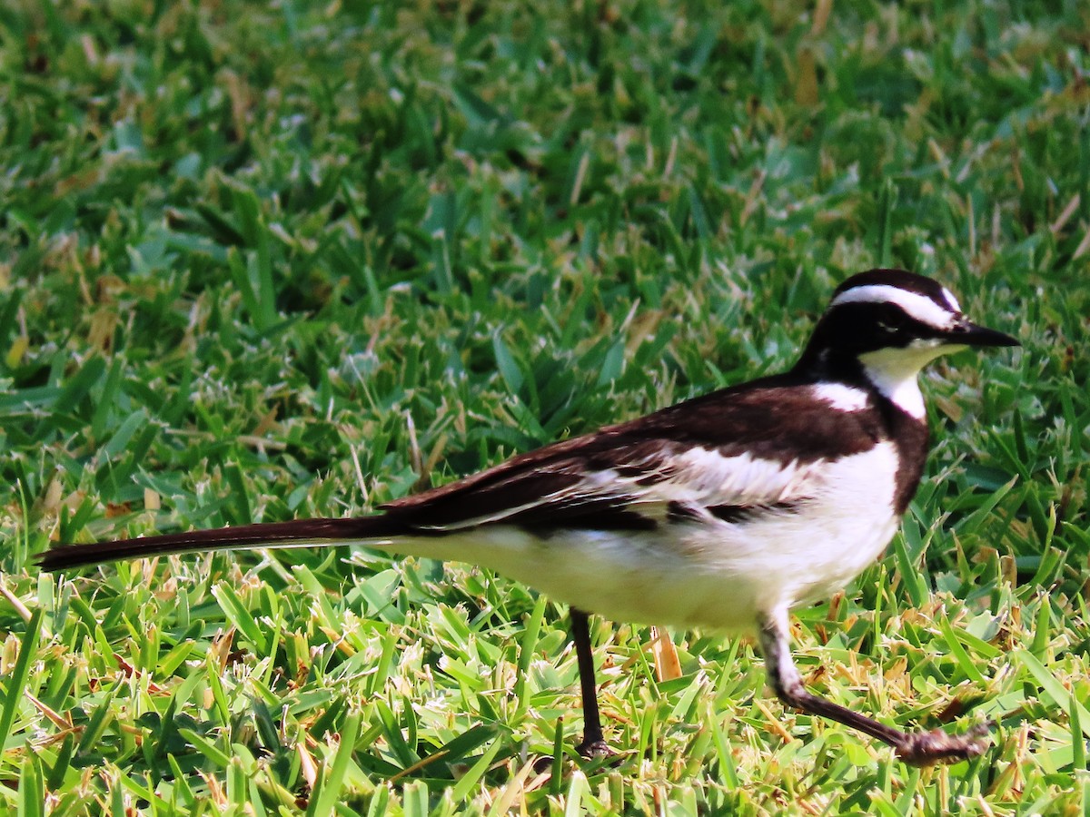 African Pied Wagtail - ML191619861
