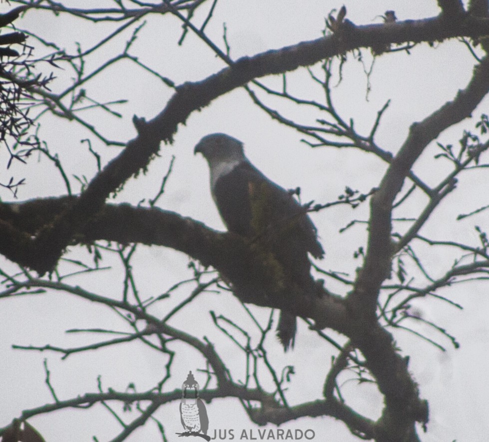 Gray-headed Kite - ML191620421