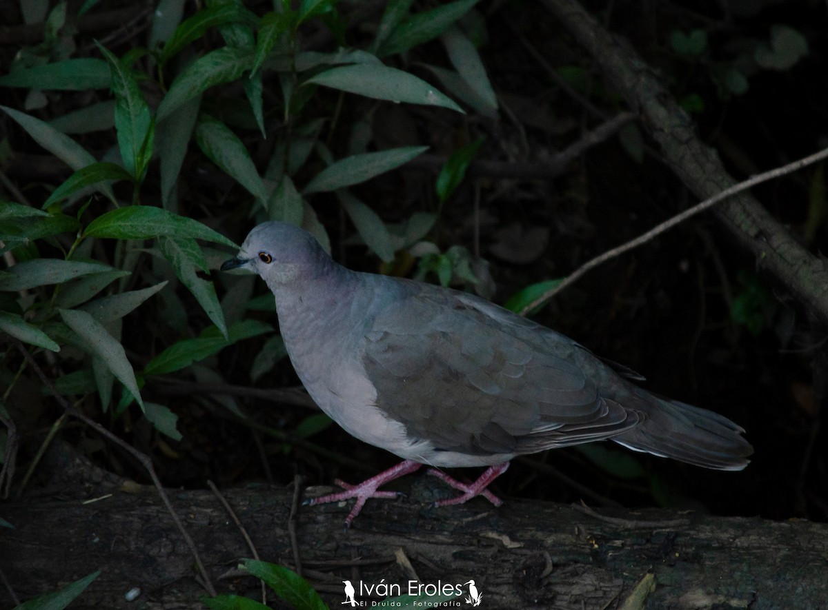 White-tipped Dove - ML191620861