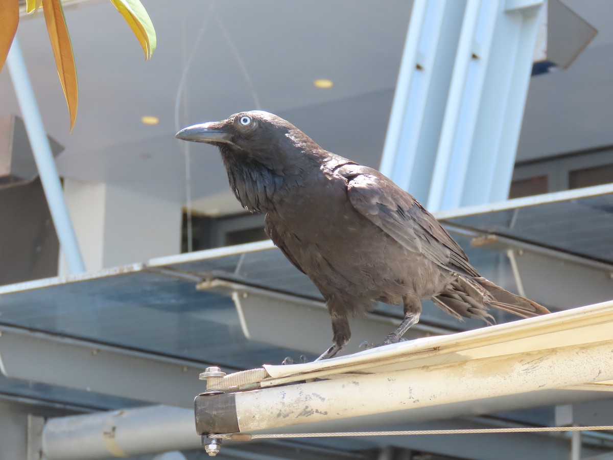 Corbeau d'Australie - ML191621221