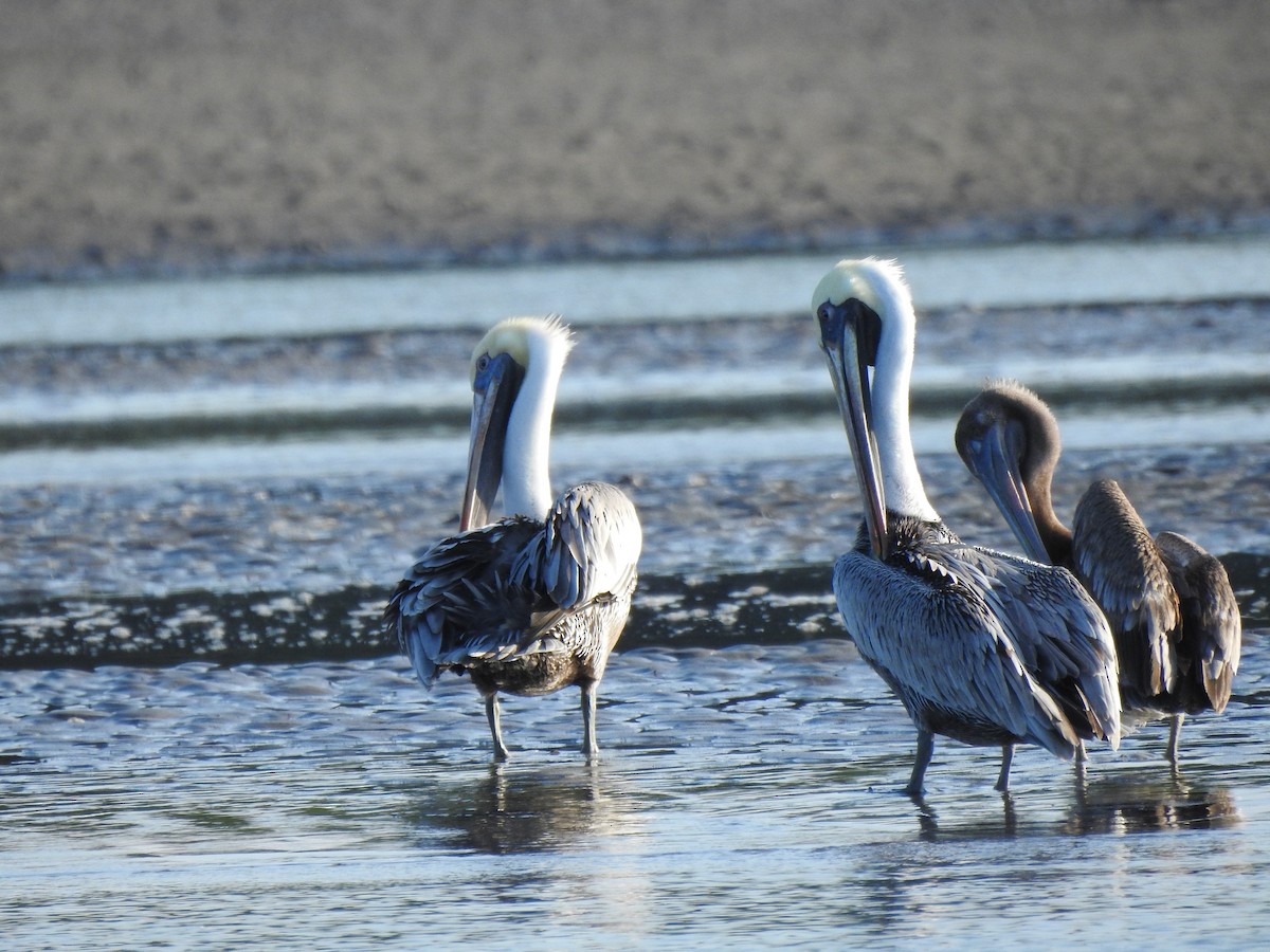 Brown Pelican - ML191621241