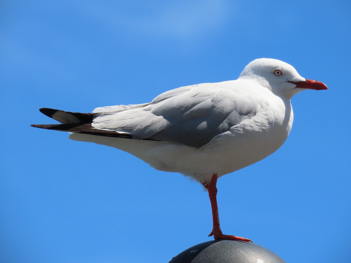 Silver Gull - ML191621251