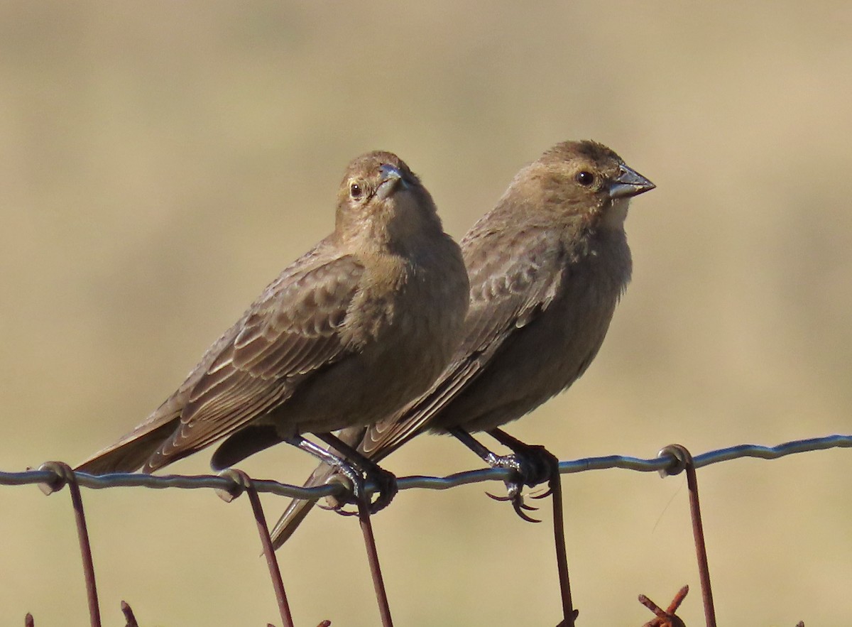 Brown-headed Cowbird - ML191622441