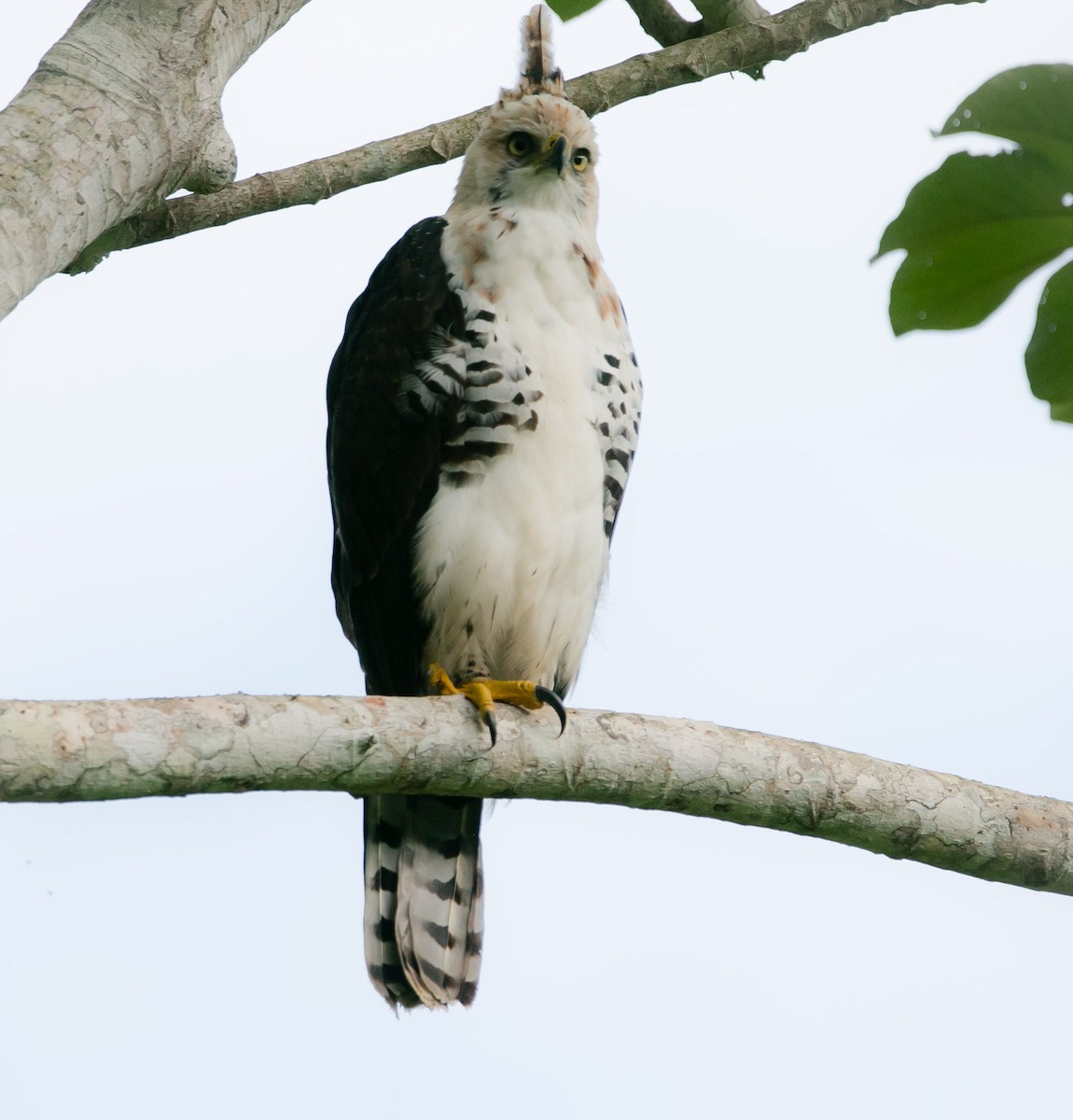 Águila Galana - ML191623351