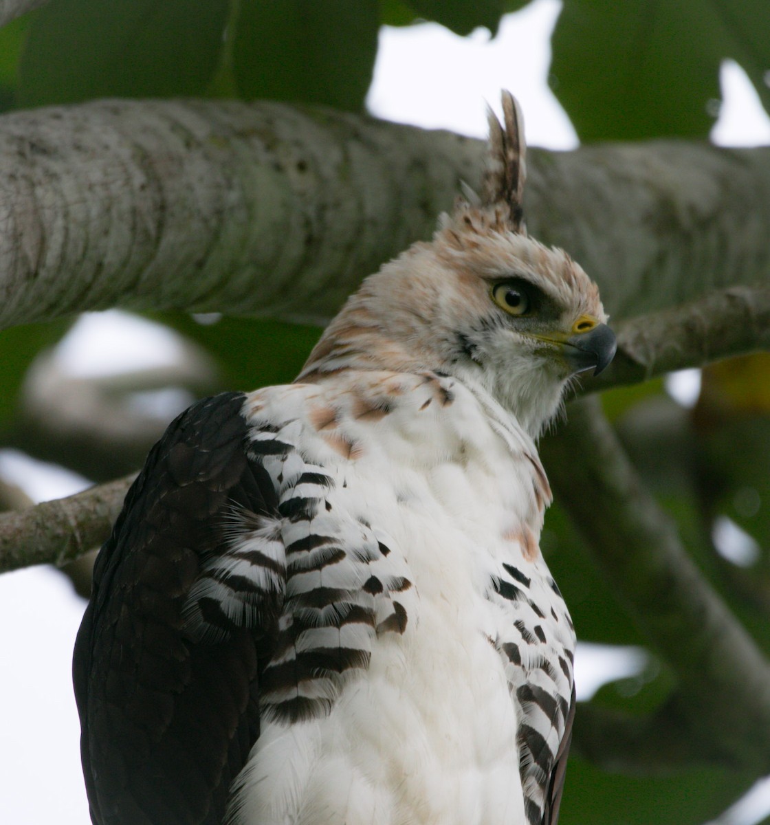 Águila Galana - ML191623381