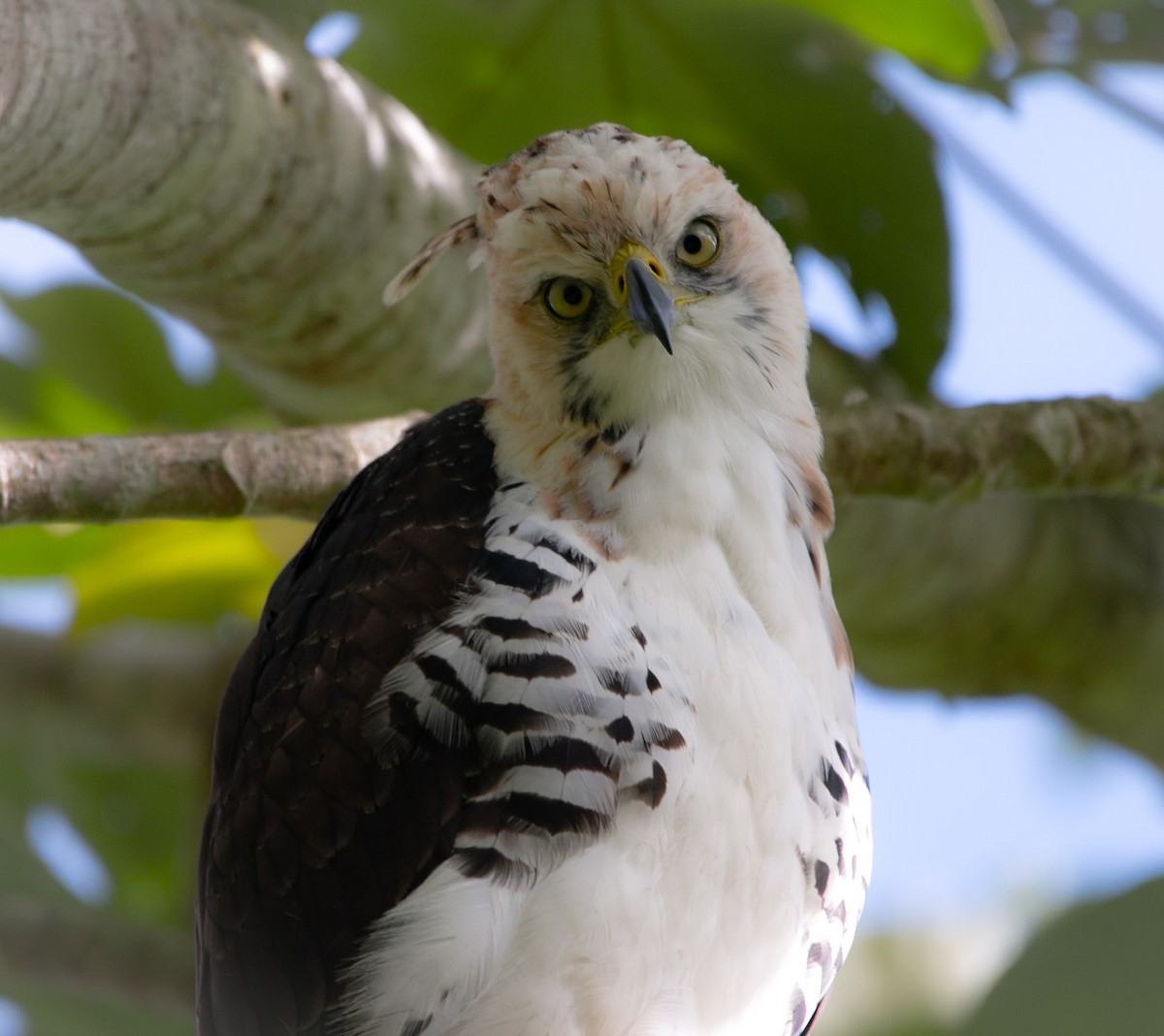 Ornate Hawk-Eagle - ML191623401