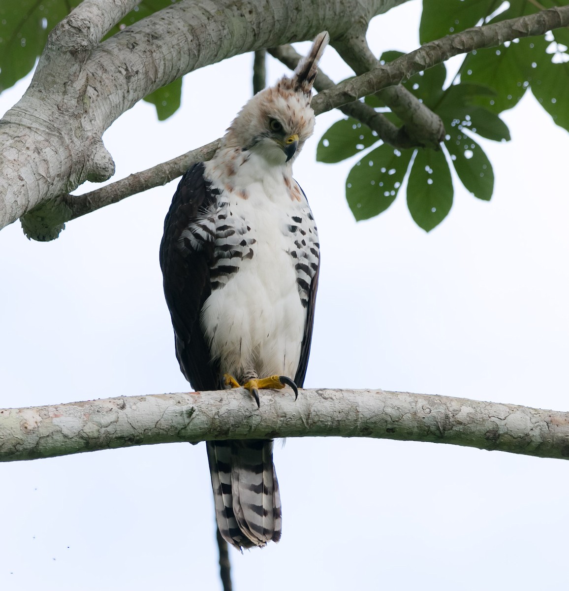 Ornate Hawk-Eagle - ML191623431