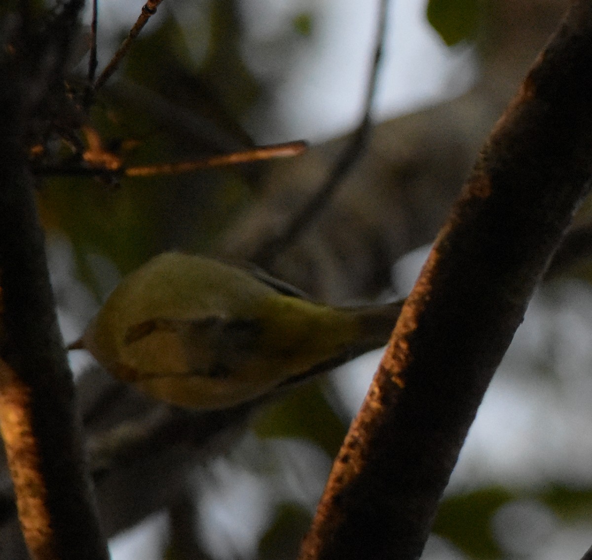 Nashville Warbler - ML191624531