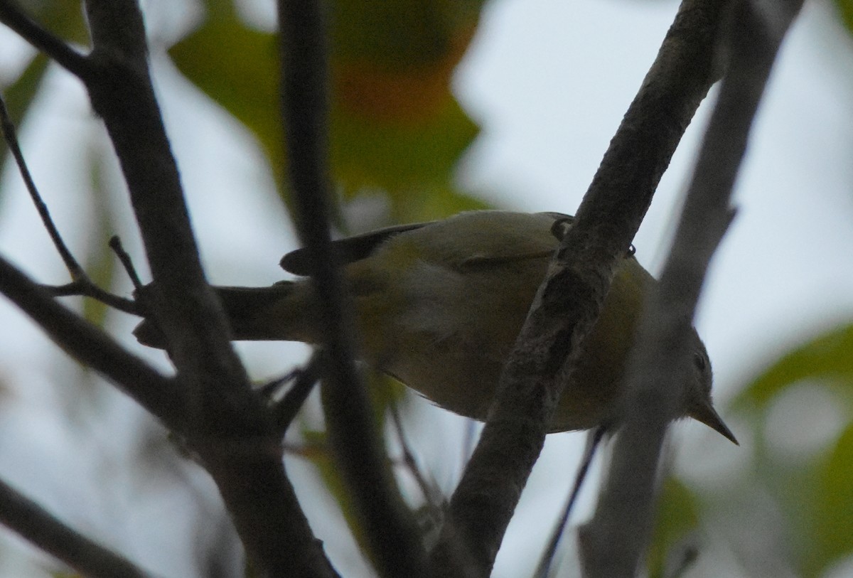 Nashville Warbler - ML191624551