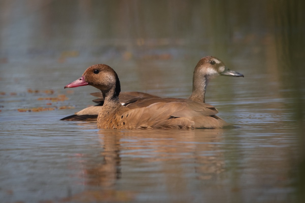 Canard amazonette - ML191625141