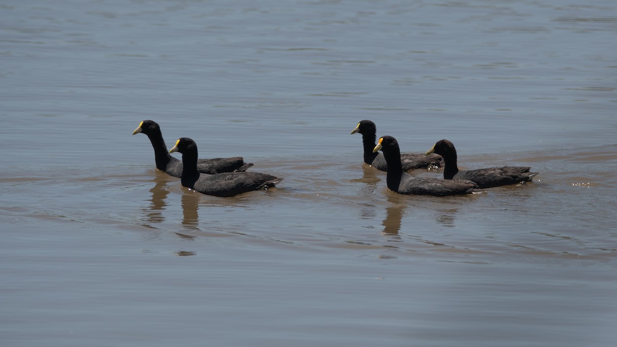 White-winged Coot - ML191625201