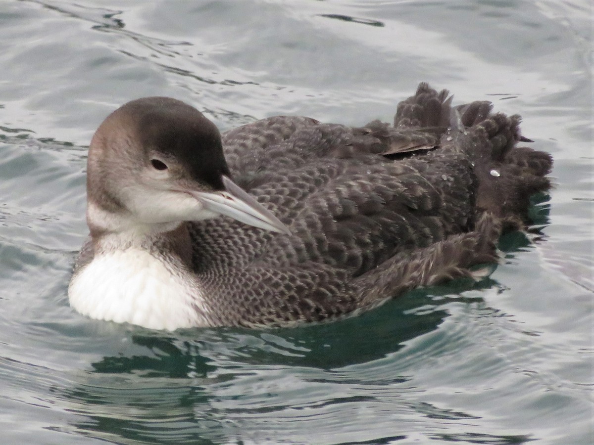 Common Loon - Kent Forward